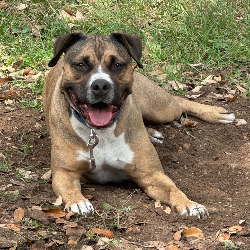 Nugget, additional photo