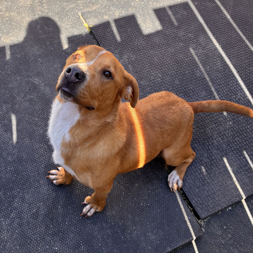 VIENNA SAUSAGE - Hound, Basset / Mixed Breed (Medium) available for adoption