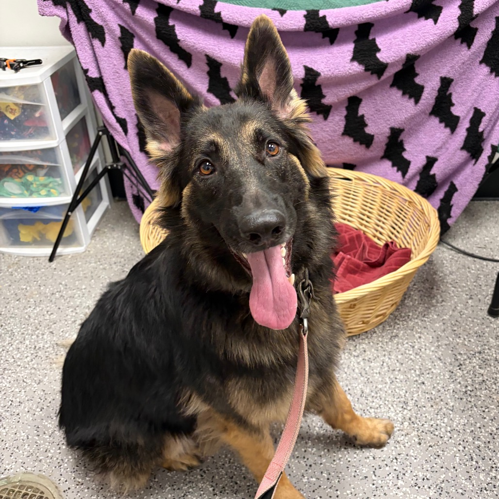 CINNAMON - Shepherd / German available for adoption