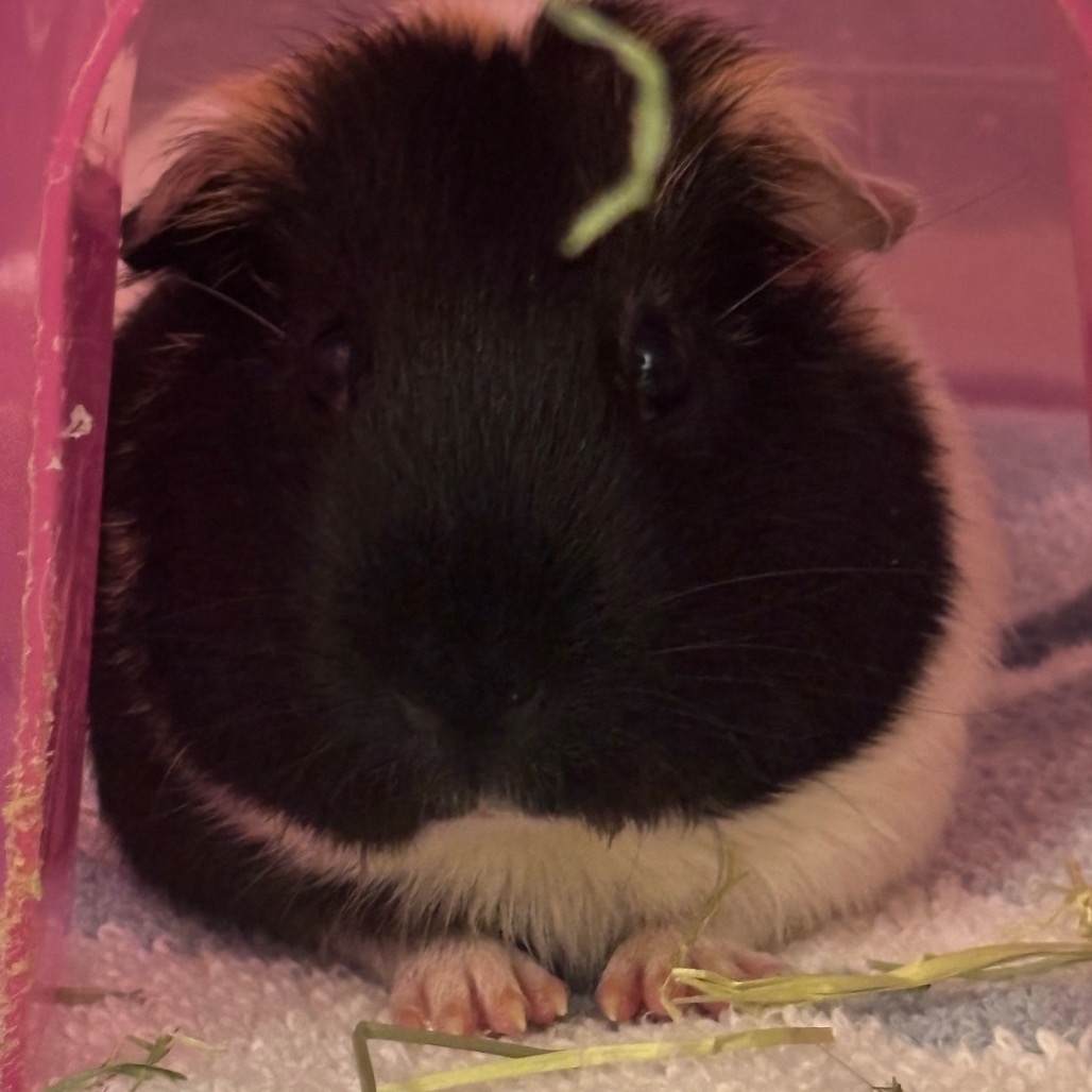 Photo of Cookie & Mocha 4