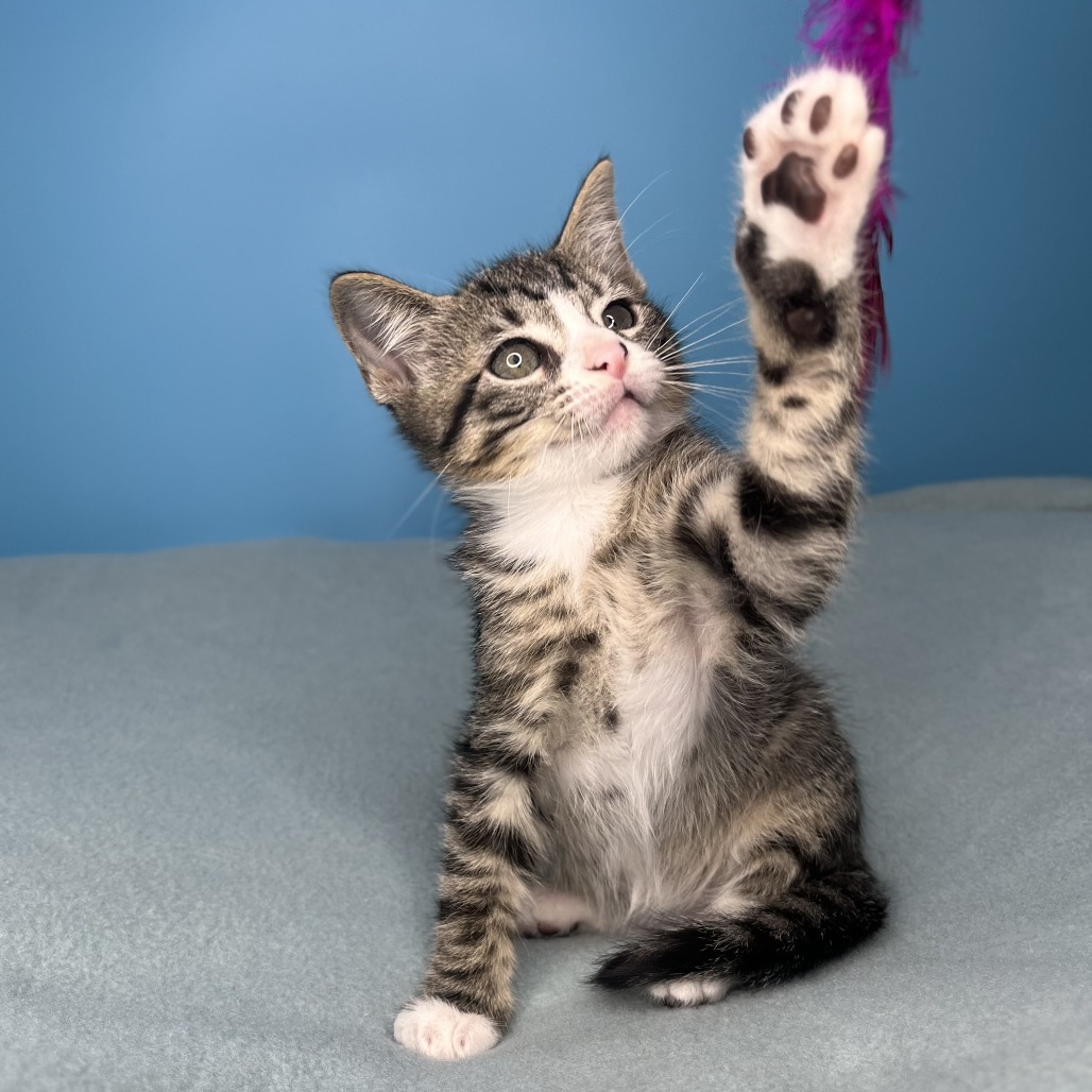 ALTAIR - Domestic Shorthair available for adoption