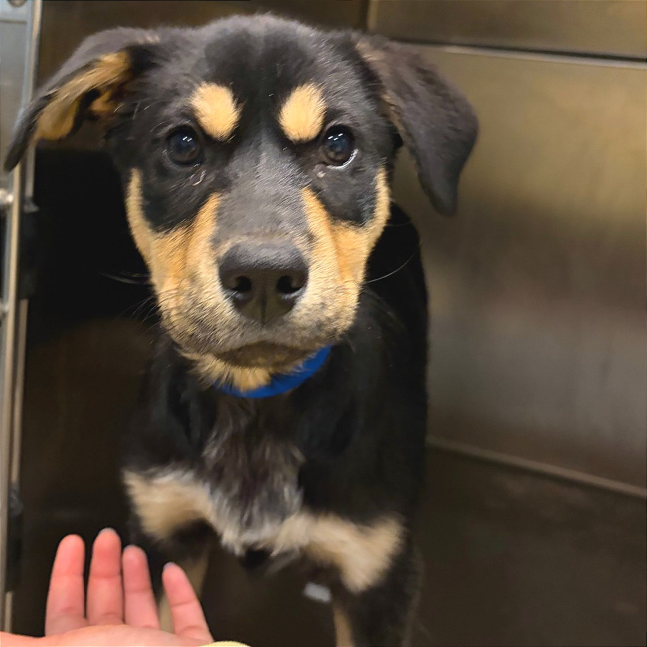 Wublett — thumbnail 2