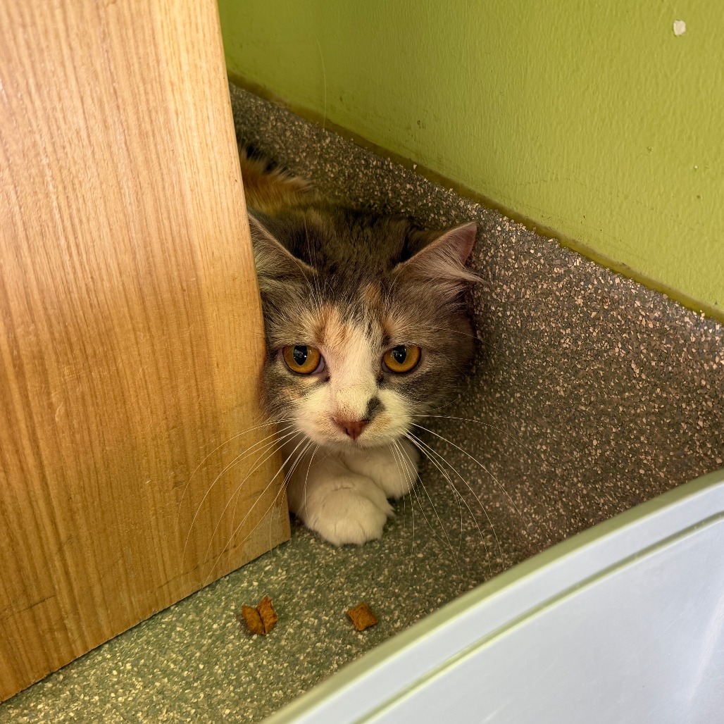 Earth — thumbnail 3