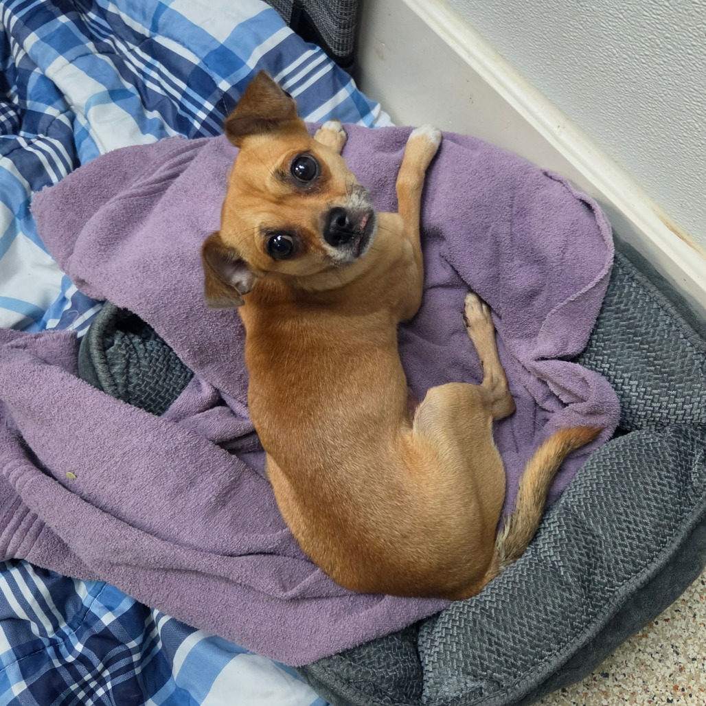 BILLY - Unknown available for adoption