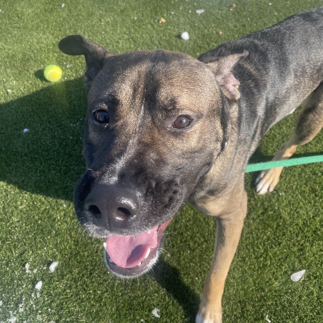 Strike DiDonatto — thumbnail 2