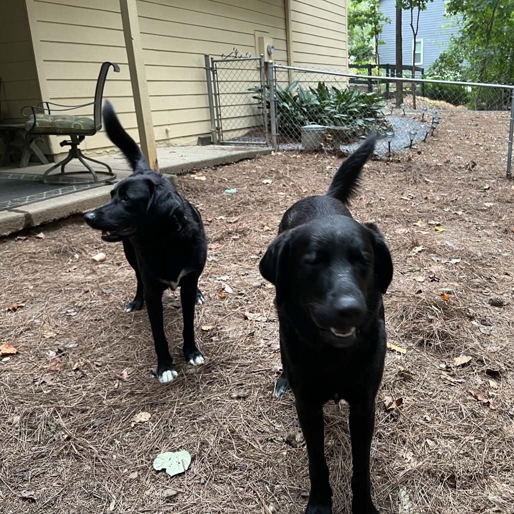 ALPHARETTA - Ann, photo 5