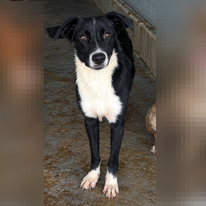 Photo of Newt, available for adoption at PVAS