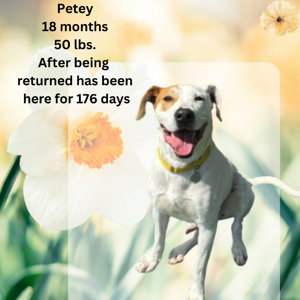 Petey, photo 5