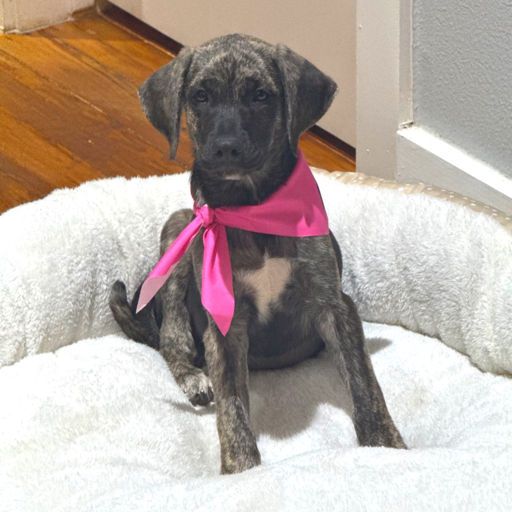 CEDAR - Hound / Shepherd available for adoption