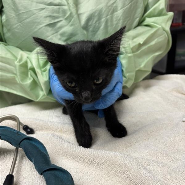 CINNAMON TOAST CRUNCH - Domestic Longhair available for adoption