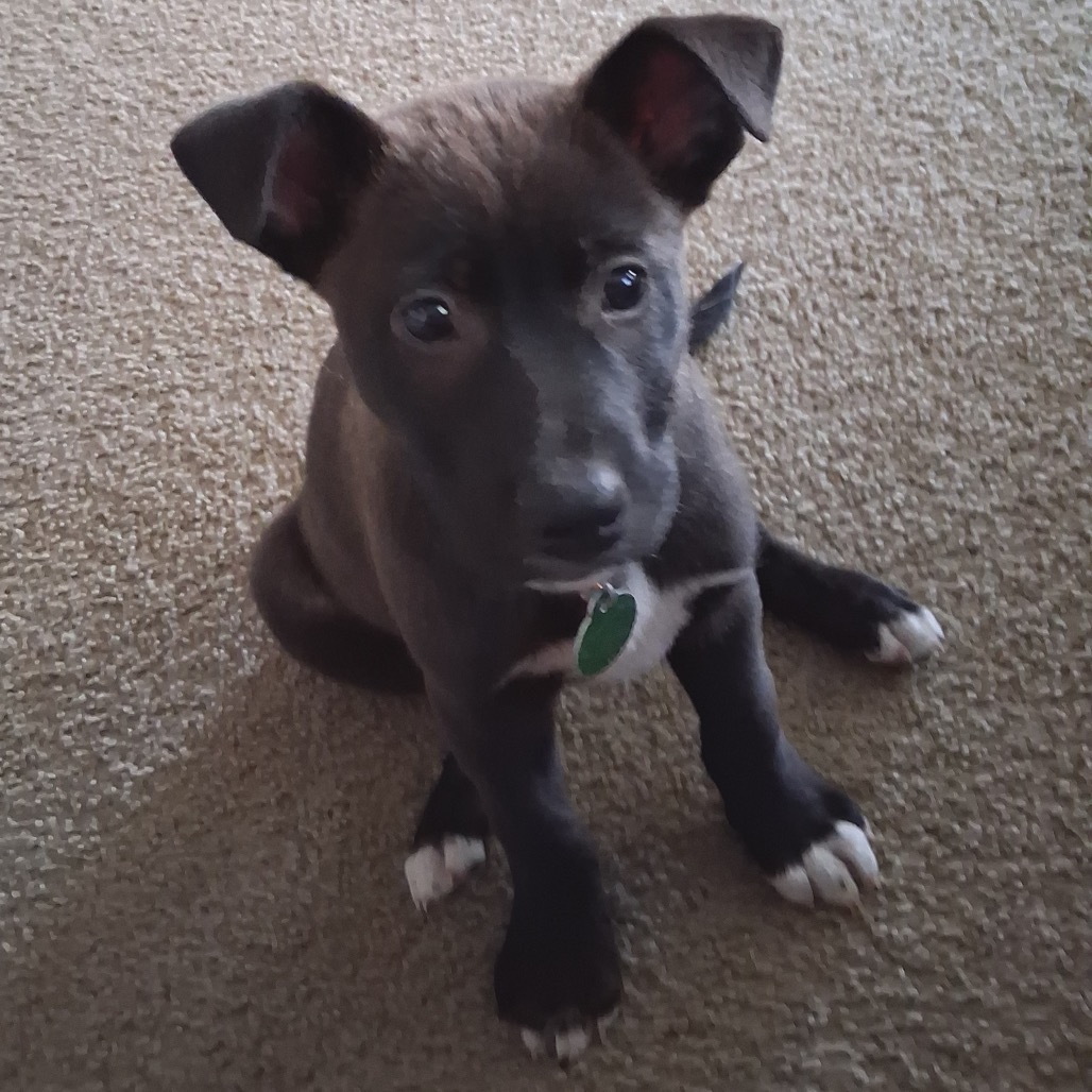 Adoptable Dogs — Rescue Network