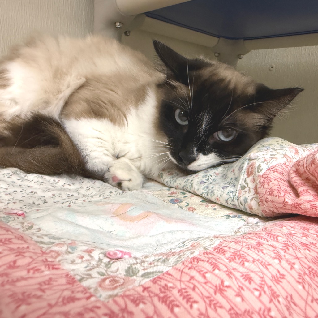 Katniss — thumbnail 2