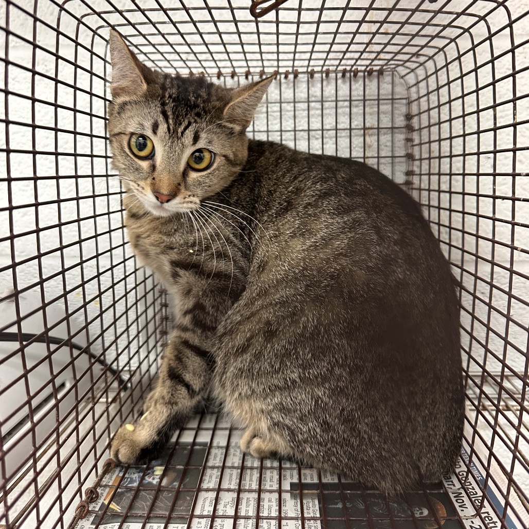 Lila, available for adoption at PVAS