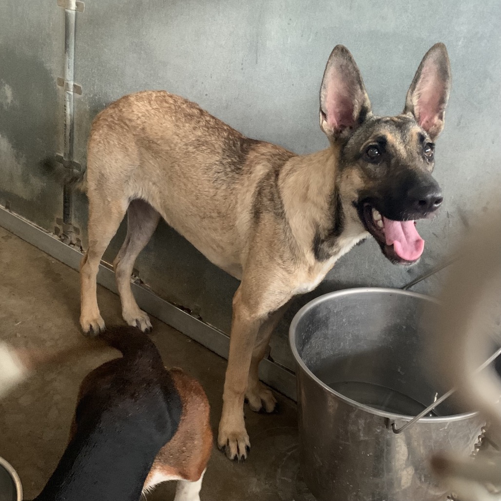 WILLOW - Shepherd available for adoption