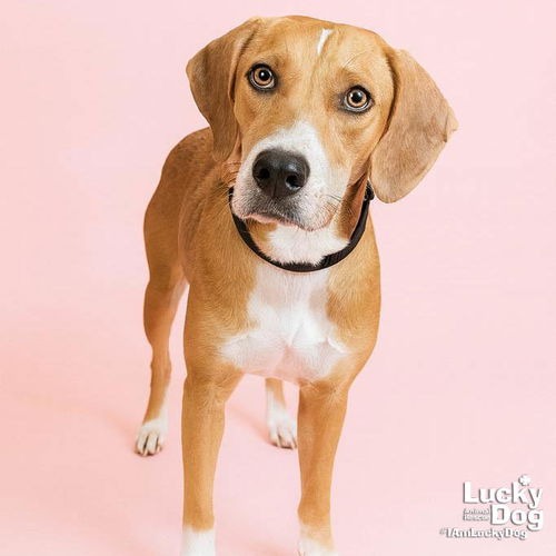 ZENA - Retriever / Mix available for adoption