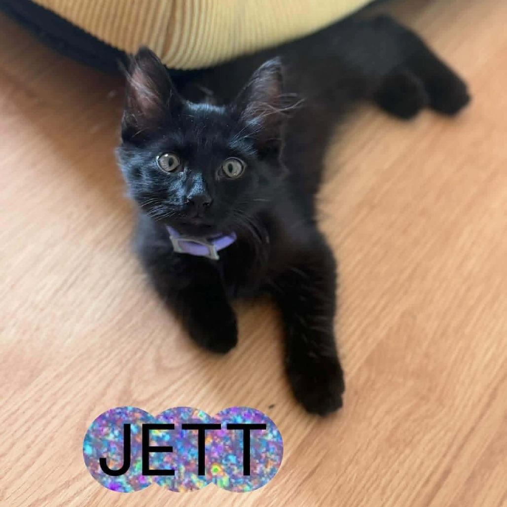 JETT - Domestic Medium Hair available for adoption