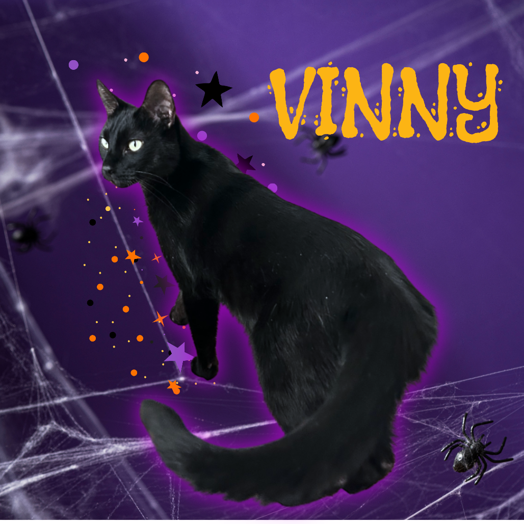 VINNY - Domestic Shorthair for adoption in Mesa