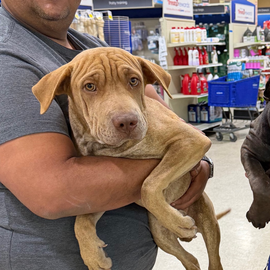 FWT RICKY - Pei / Shar available for adoption