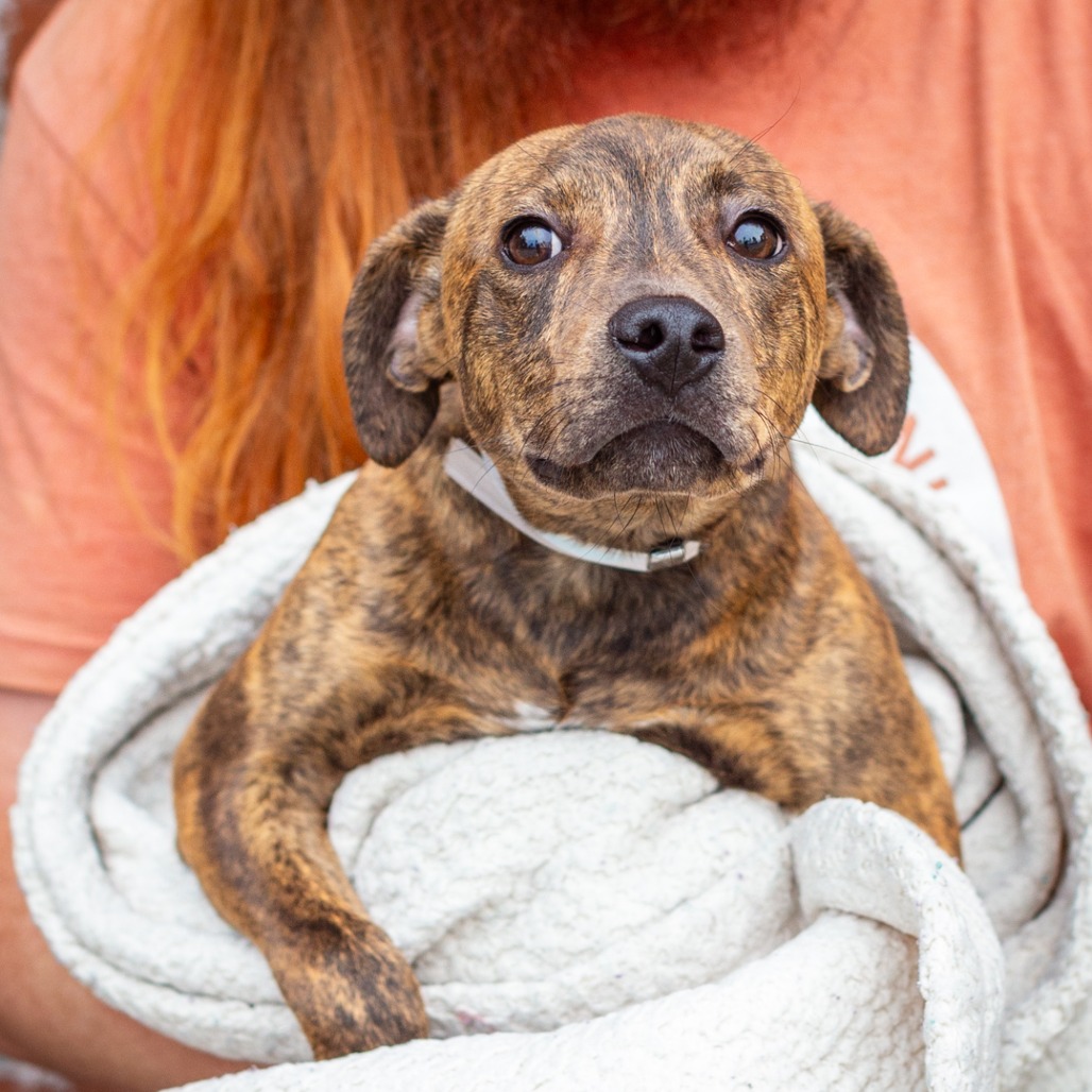 CODENAME - Terrier / Hound, Plott available for adoption