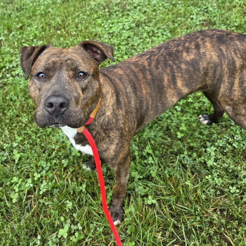 BECCA - Terrier / Pit Bull available for adoption