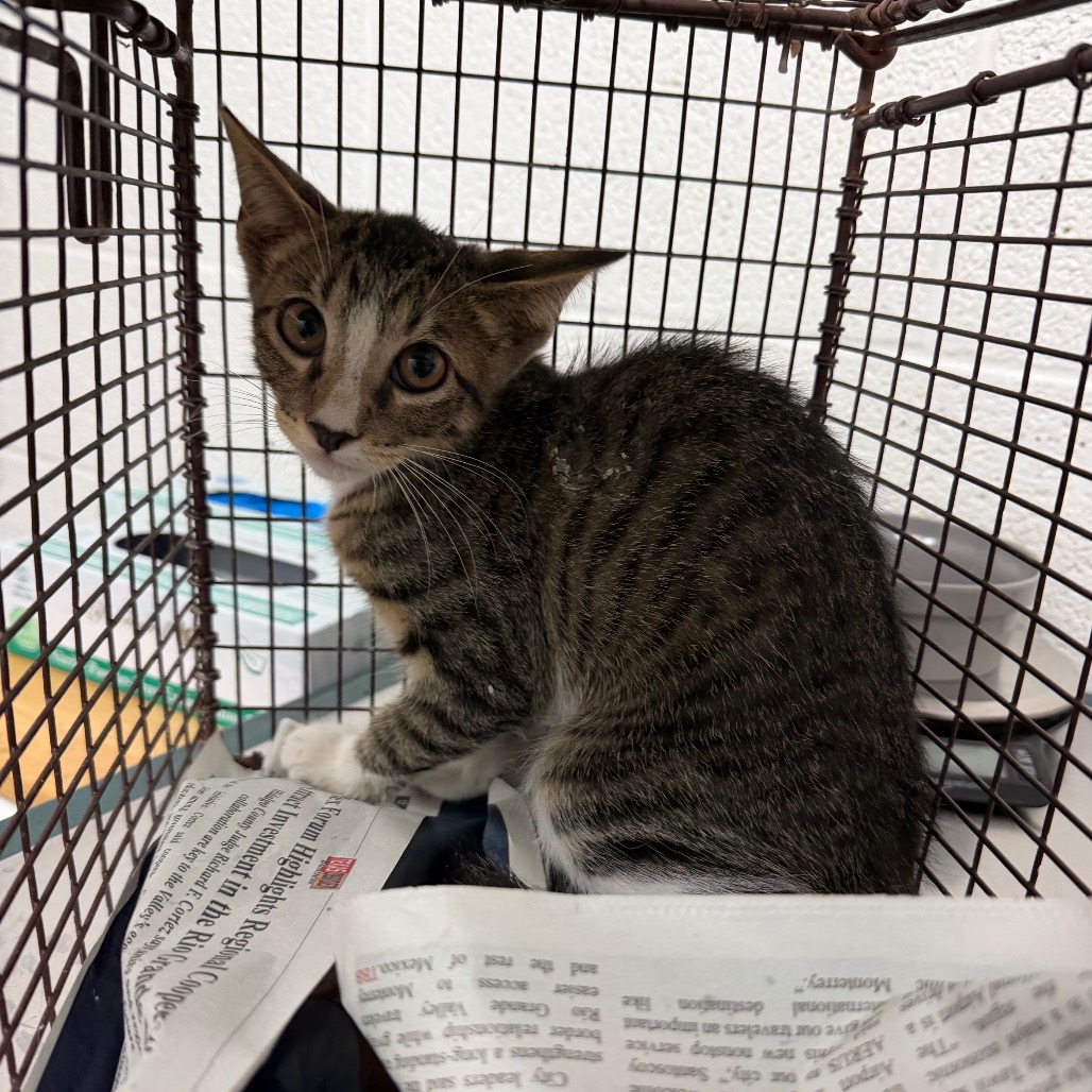 KANGAROO JACK - Domestic Shorthair available for adoption