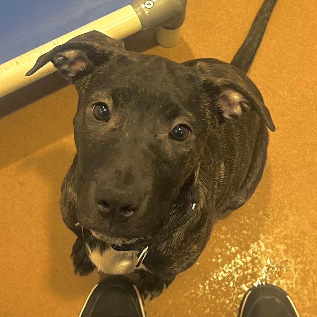 Lenore — thumbnail 3