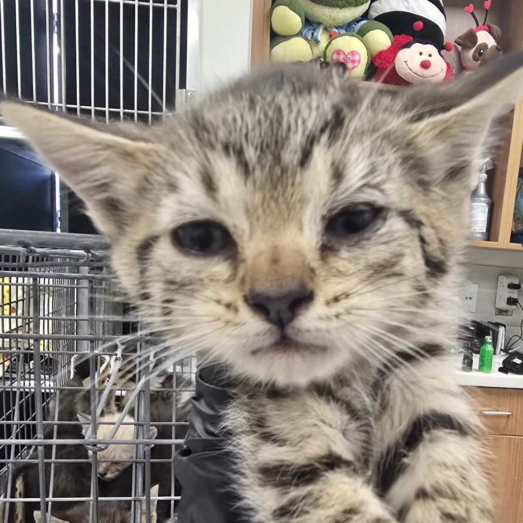 MEXICALI - Domestic Shorthair available for adoption