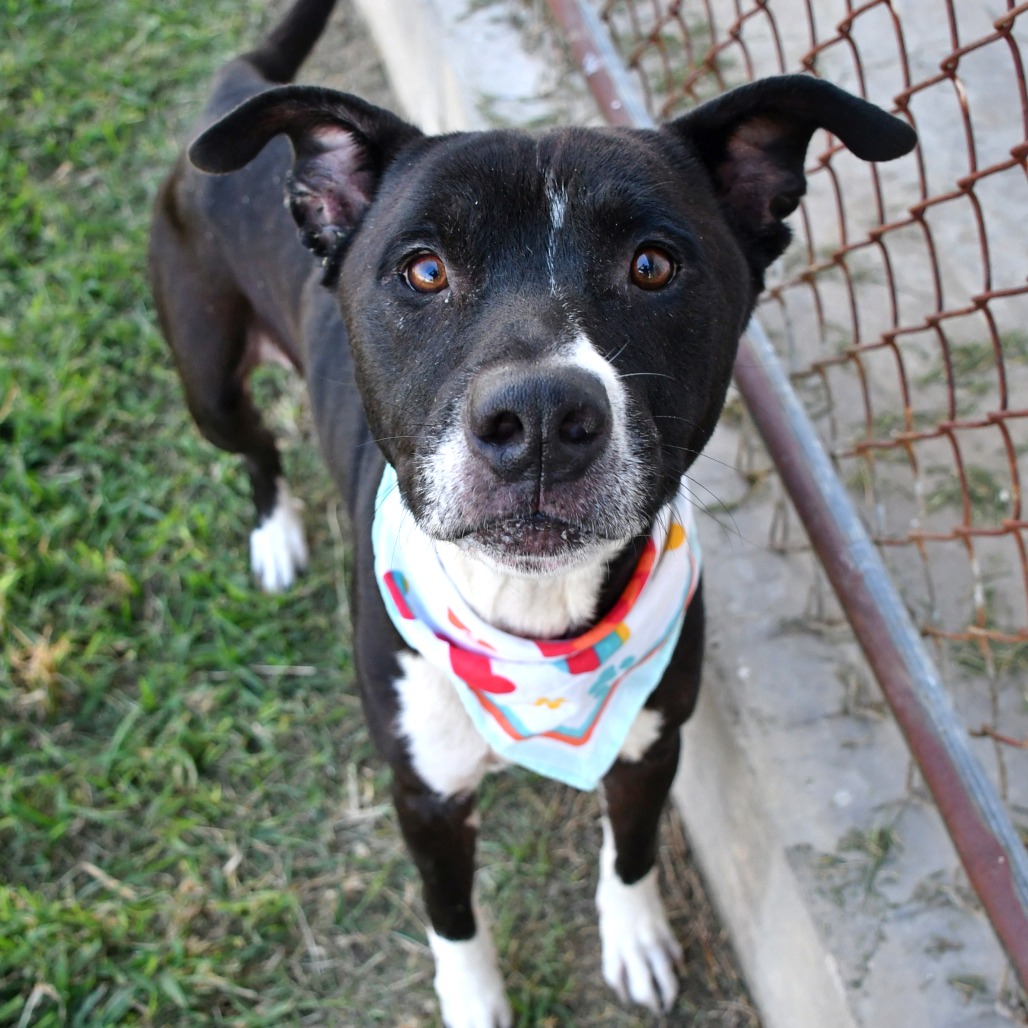 QJOE - Terrier / American Pit Bull available for adoption