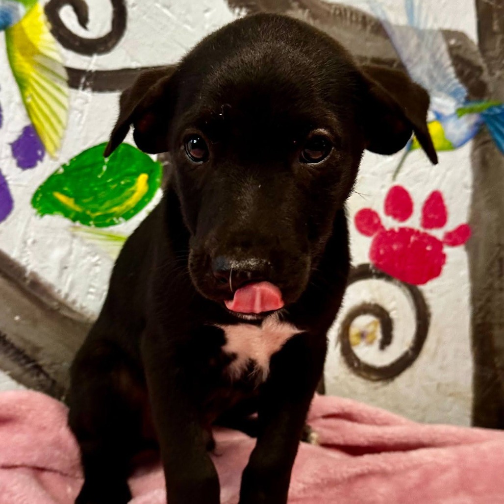 HUTCH - Retriever, Labrador / Mix available for adoption