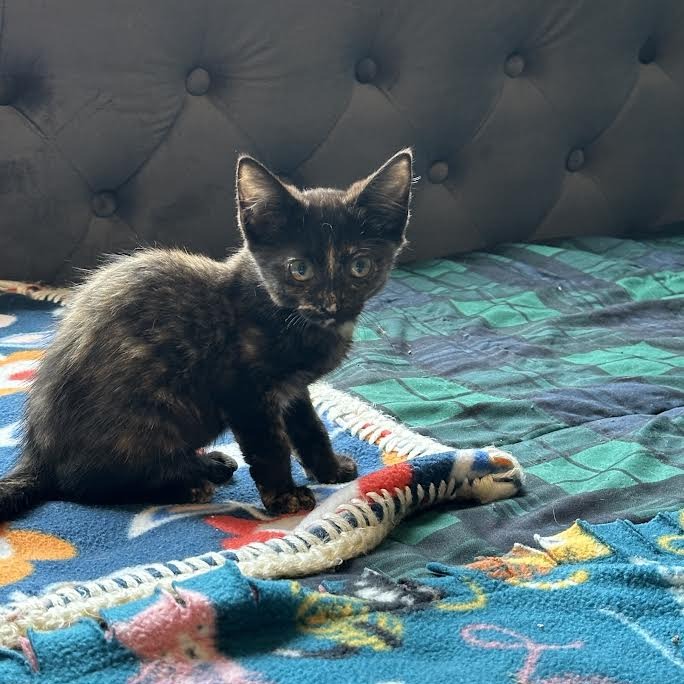 CYNTHIA ROSE - Domestic Shorthair available for adoption