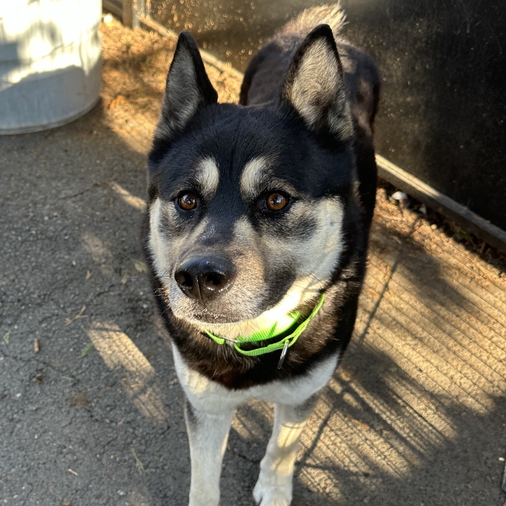 Phantom — thumbnail 3