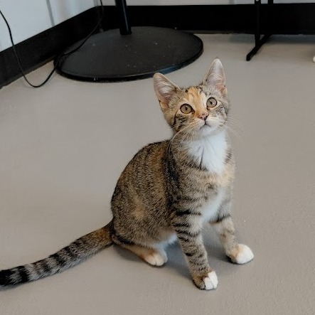ALICE - Domestic Shorthair available for adoption