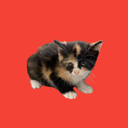 Tusc Stray 80683