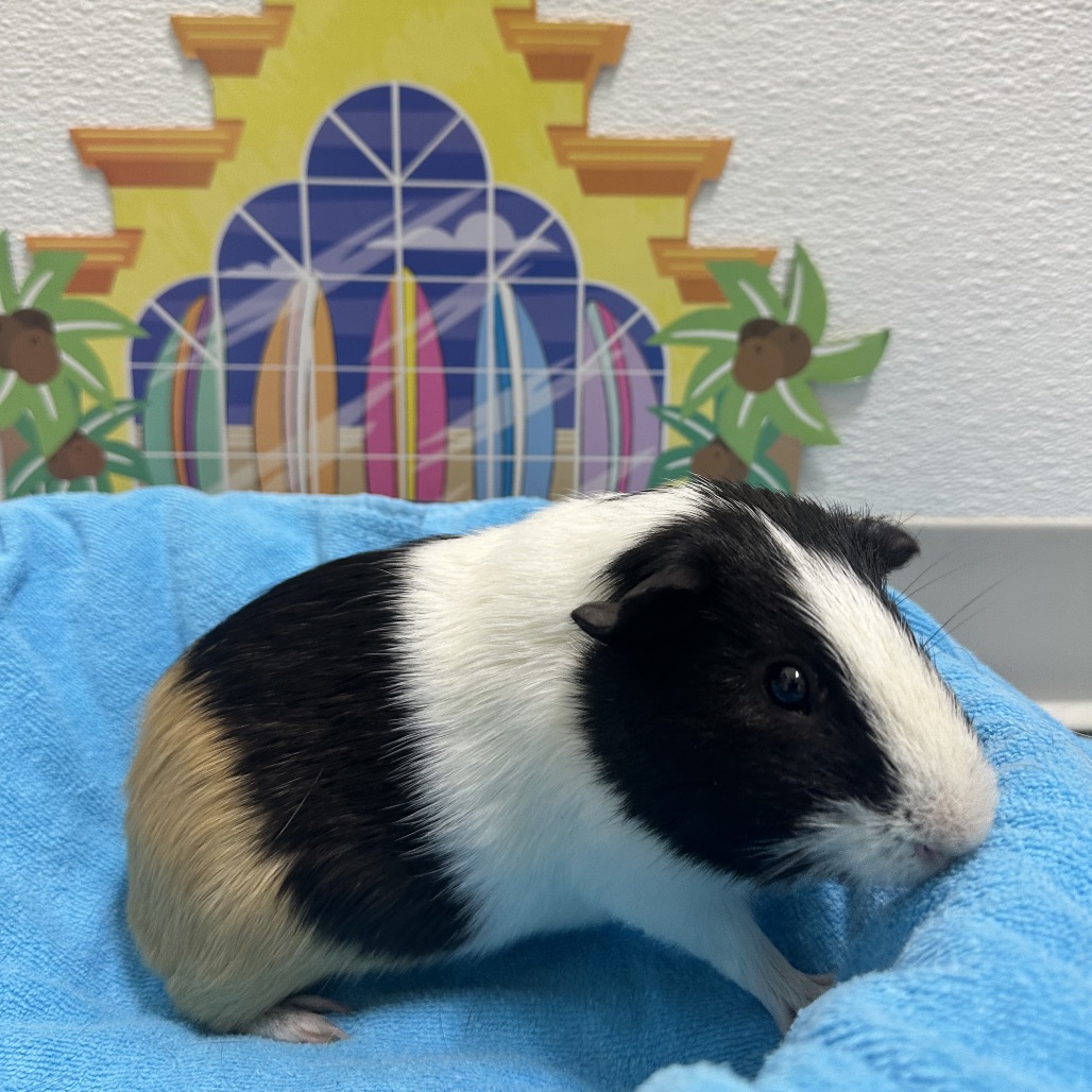 Animal Health Center