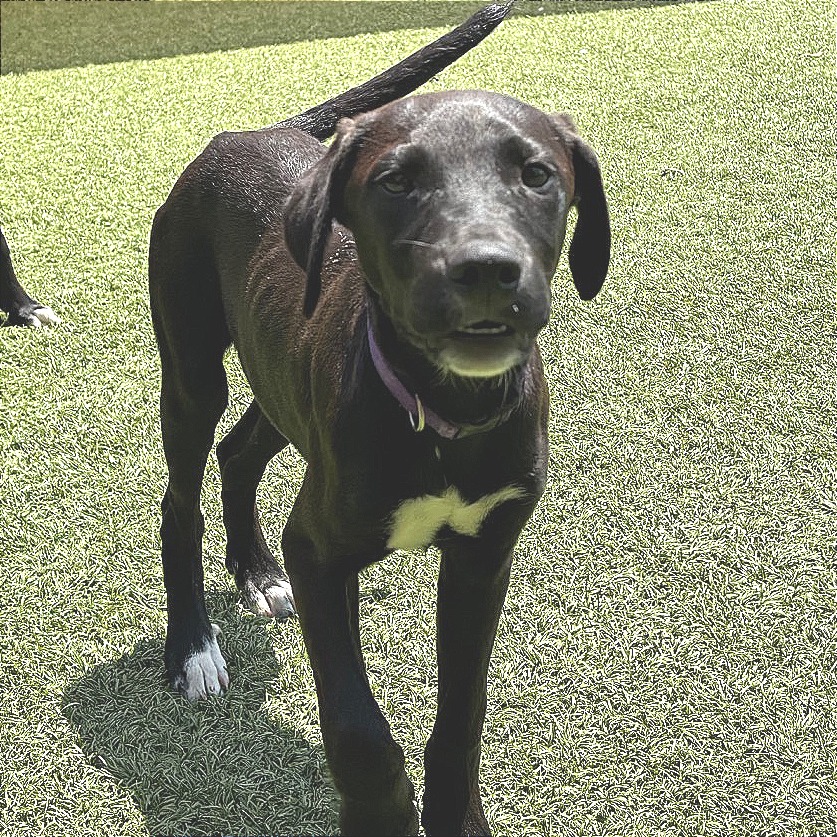 LABRADORITE - Mixed Breed (Medium) available for adoption