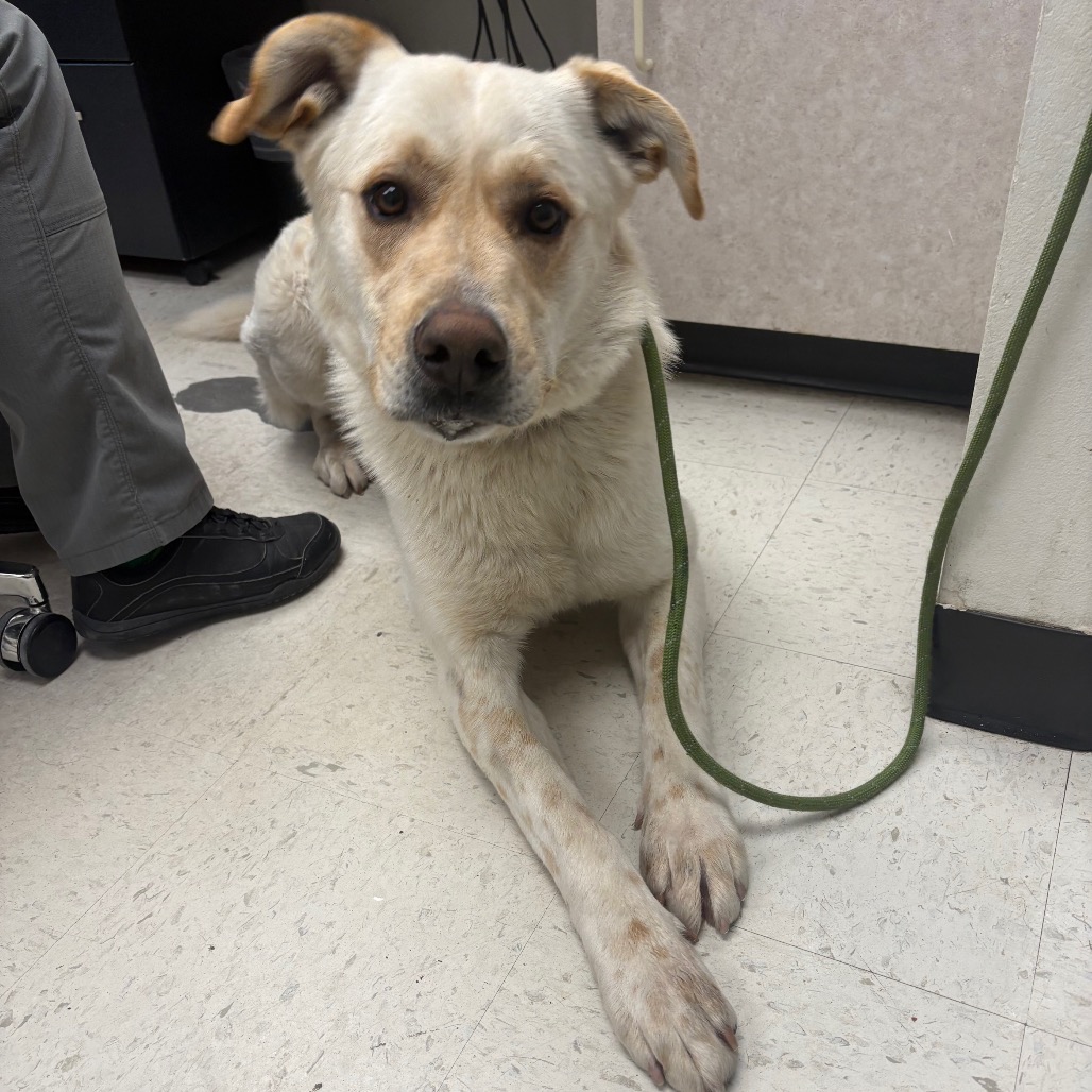 Noble — thumbnail 3