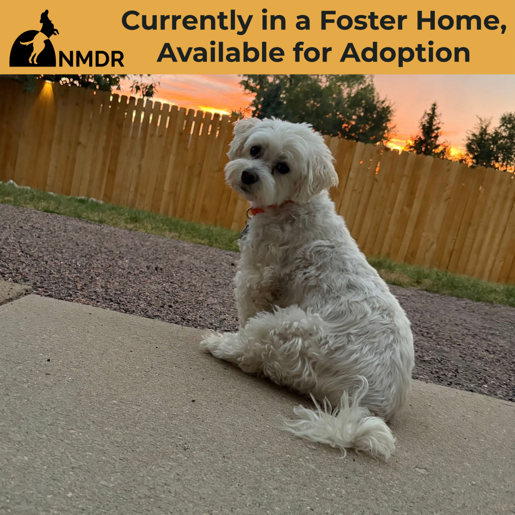 TACO (S25-181) - Maltese / Poodle, Miniature available for adoption