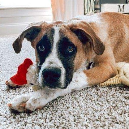 Marmaduke