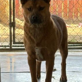 Gingerbread, adoptable at Endless Pawsibilities