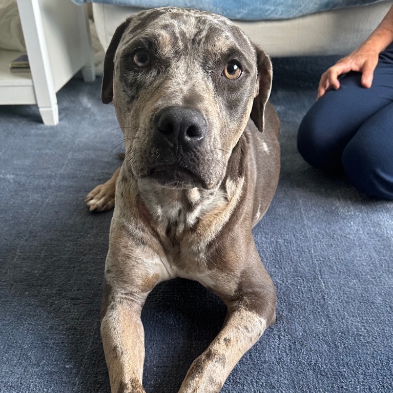 Close-up photo of Shadow