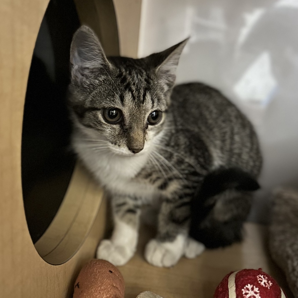 BRITTLEBRUSH - Domestic Shorthair available for adoption