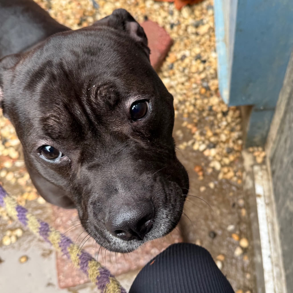 Zara — thumbnail 4