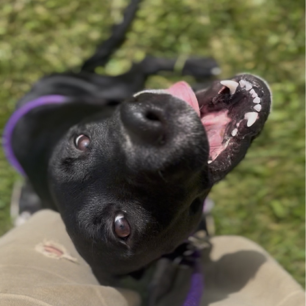 Stella