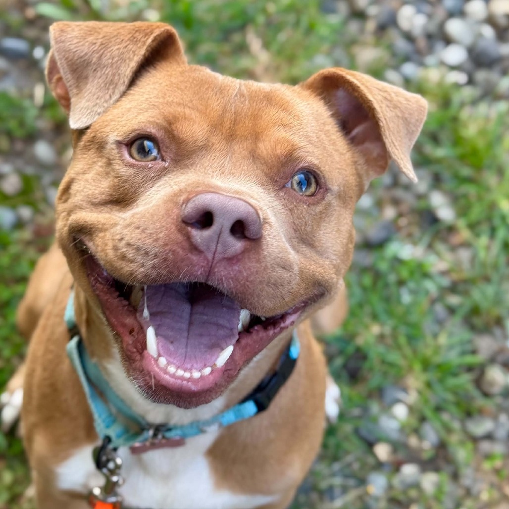 Pit Bull