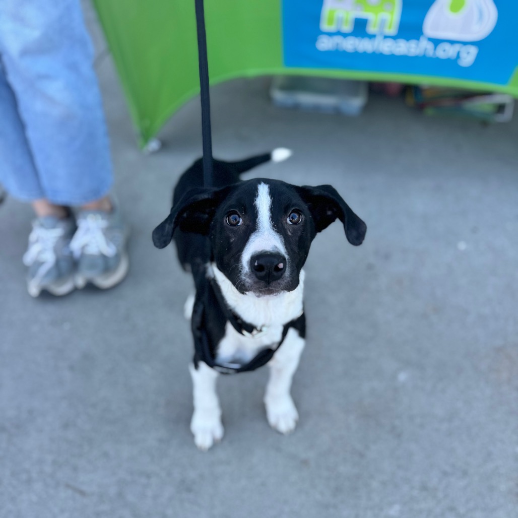 Finnigan — thumbnail 4