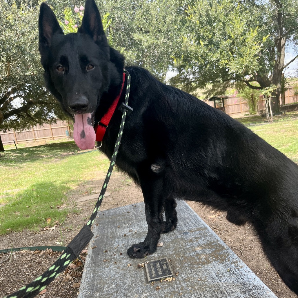 RAVEN - Shepherd / German available for adoption