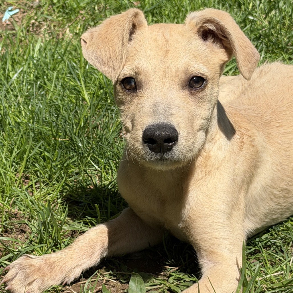 NY Peter Pan Avail Apr 26 (JV Mall Spring Fest)