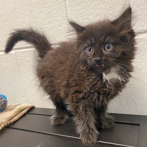 LADY - Domestic Longhair available for adoption