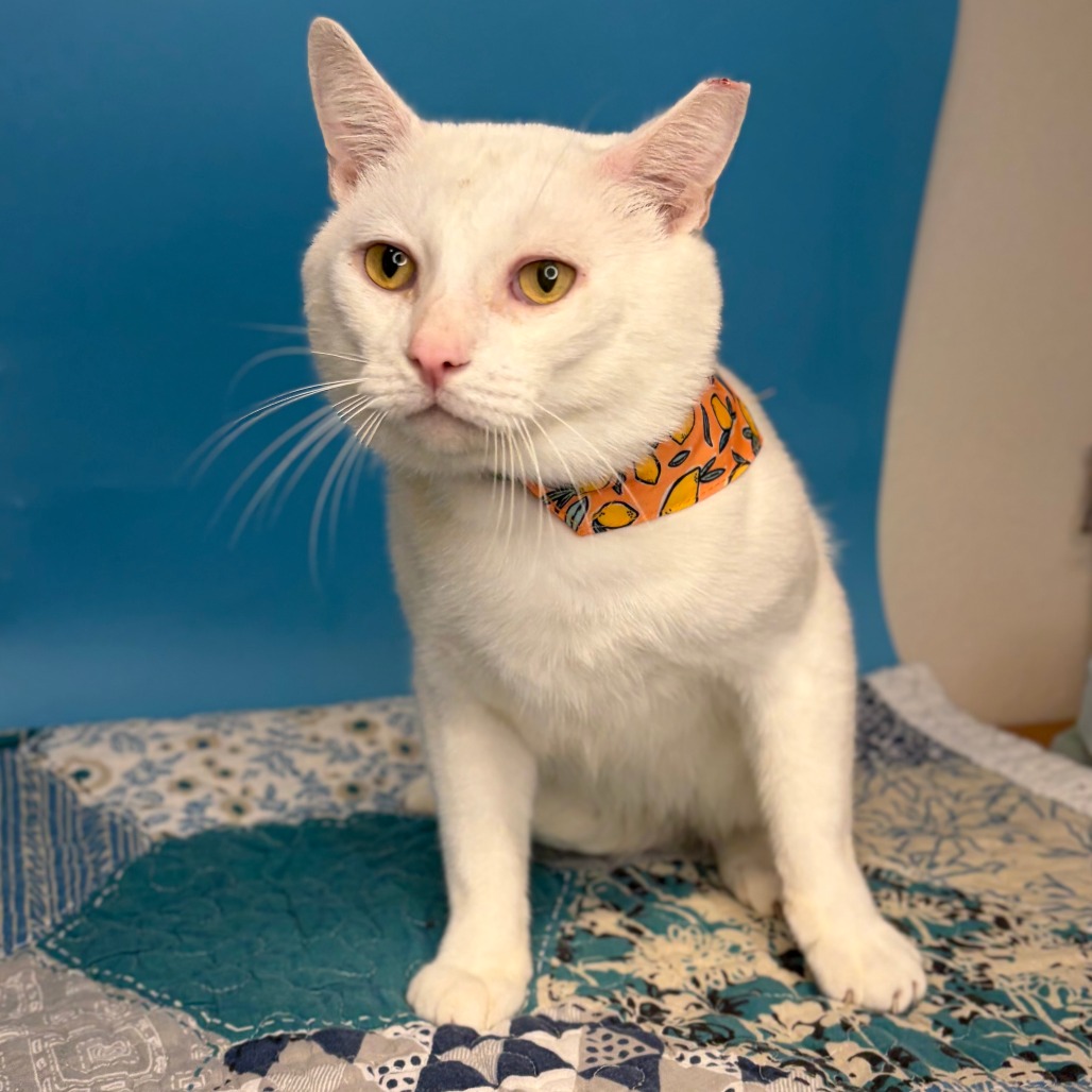 WHITE CHOCOLATE - Domestic Shorthair available for adoption
