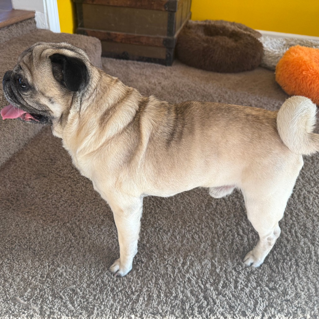 Spud, photo 6